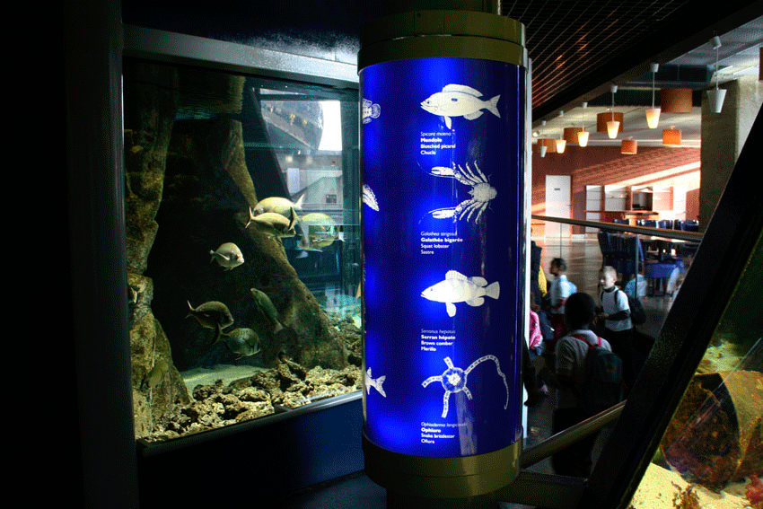 Rénovation de la totalité de l’aquarium permanent situé au niveau de la Géode. Conception de l’habillage des bassins, design et conception graphique de la signalétique. Suivi de fabrication et de pose de l’ensemble. Collaboration avec Clémence Farrell @designgraphiqueclaudelecante design graphique : Claude Lecante Design : Claude Lecante